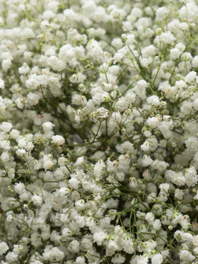 Монобукет из 51 Белой Гипсофилы