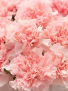 Монобукет: &laquo;Розовые Диантусы&raquo;