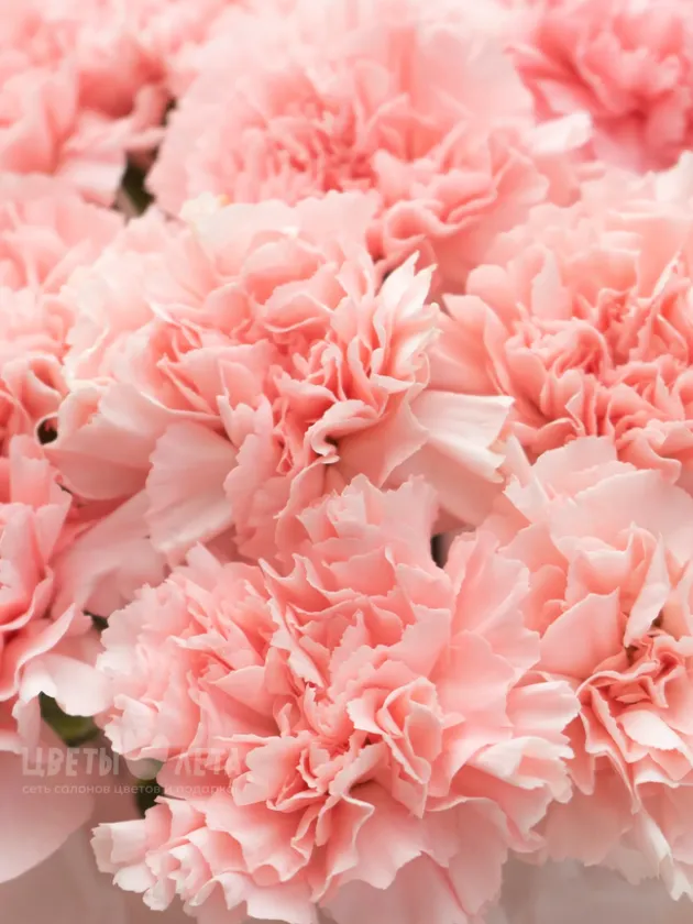 Монобукет: &laquo;Розовые Диантусы&raquo;