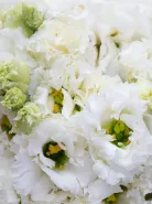 Композиция: &laquo;Белая Эустома&raquo;