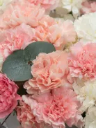 Композиция: &laquo;Микс Диантусов&raquo;