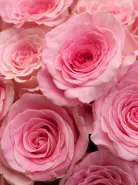 Композиция: &laquo;Нежность&raquo;