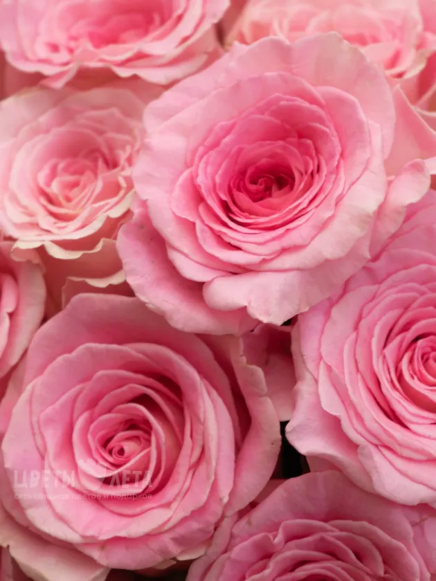 Композиция: &laquo;Нежность&raquo;