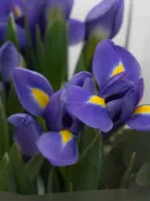 Монобукет: &laquo;Синие Ирисы&raquo;