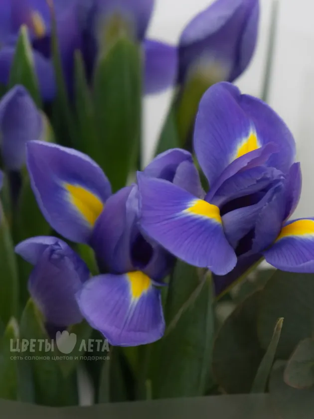 Монобукет: &laquo;Синие Ирисы&raquo;