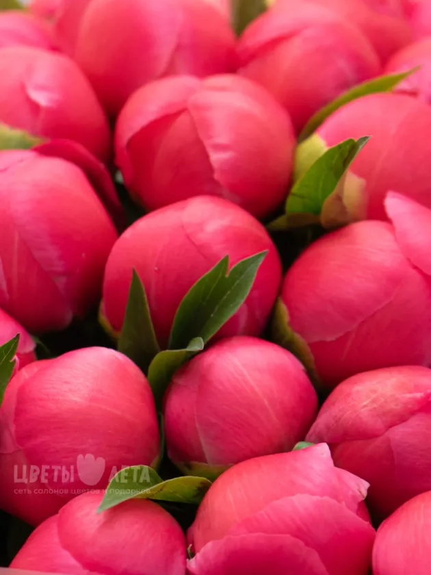 Букет: &laquo;Пион Coral Charm&raquo;