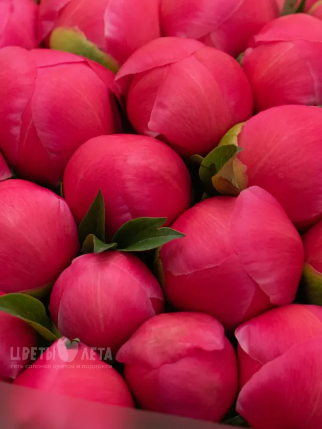 Букет: &laquo;Пион Coral Charm&raquo;