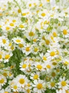 Монобукет: &laquo;Ромашка&raquo;