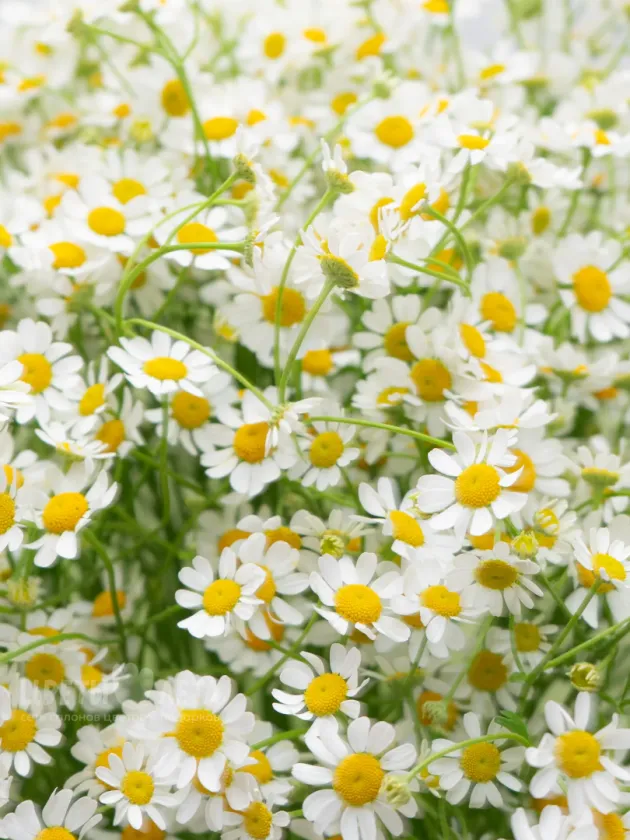 Монобукет: &laquo;Ромашка&raquo;