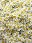 Монобукет: &laquo;Ромашка&raquo;