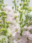 Букет: &laquo;Микс Нежно-Розовые и Белые Маттиолы&raquo;