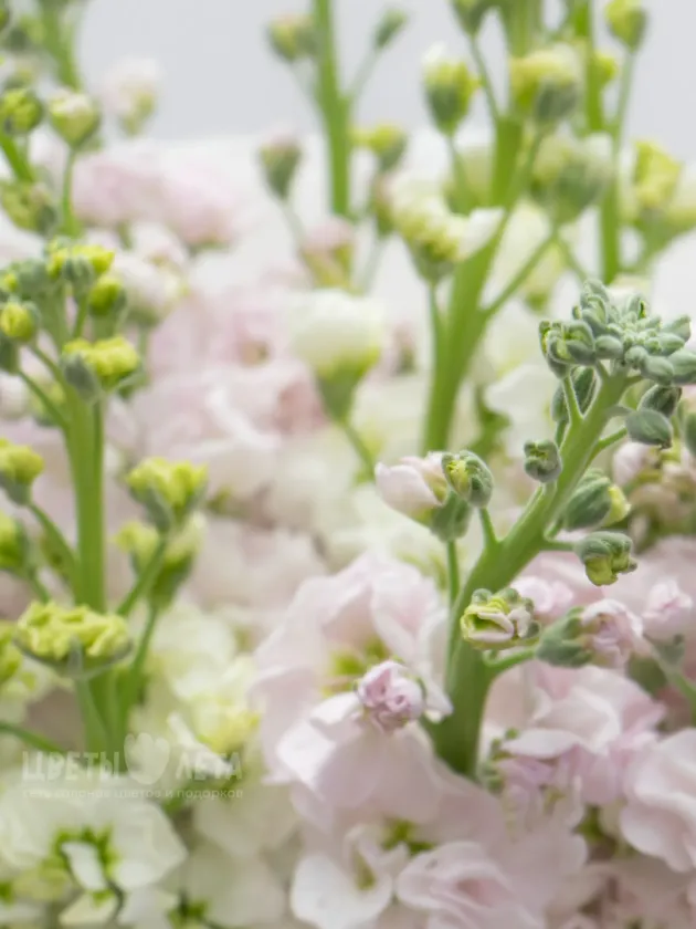 Букет: &laquo;Микс Нежно-Розовые и Белые Маттиолы&raquo;