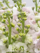 Букет: &laquo;Микс Нежно-Розовые и Белые Маттиолы&raquo;