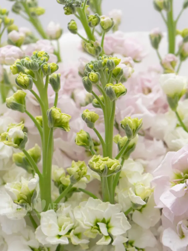 Букет: &laquo;Микс Нежно-Розовые и Белые Маттиолы&raquo;