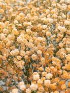 Букет: &laquo;Оранжевая Гипсофила&raquo;