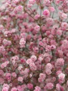 Букет: &laquo;Розовая Гипсофила&raquo;