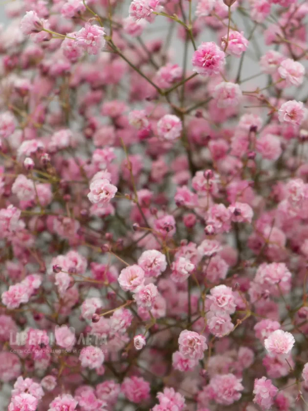 Букет: &laquo;Розовая Гипсофила&raquo;