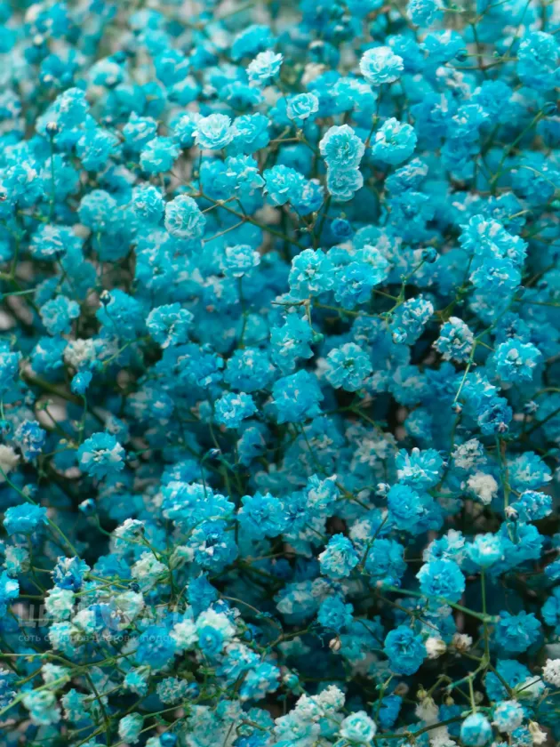 Букет: &laquo;Небесная Гипсофила&raquo;