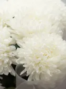 Букет: &laquo;Одноголовая Белая Хризантема&raquo;