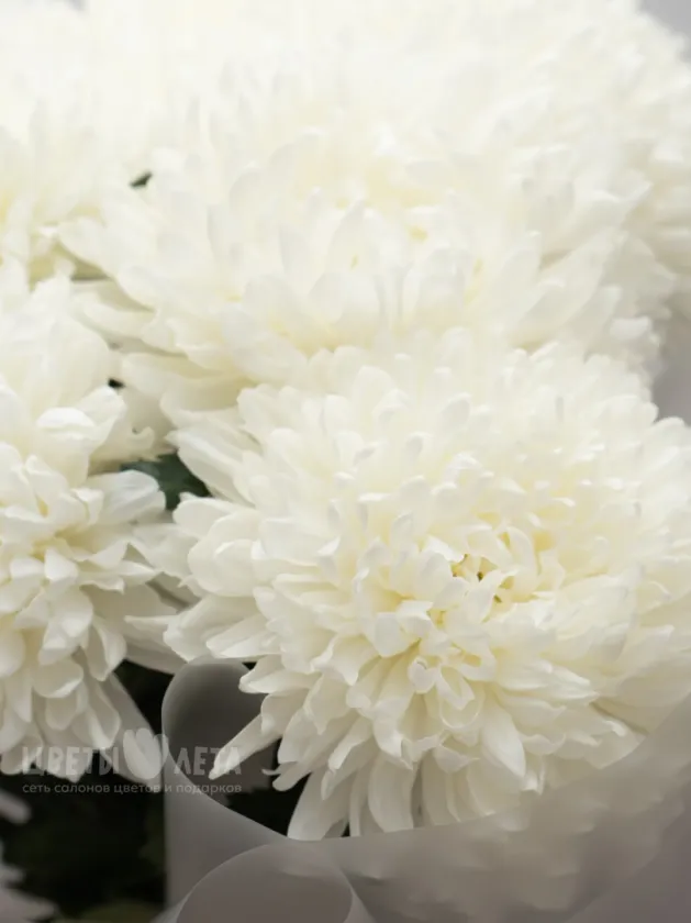 Букет: &laquo;Одноголовая Белая Хризантема&raquo;