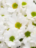 Букет: &laquo;51 Ромашковая Хризантема&raquo;