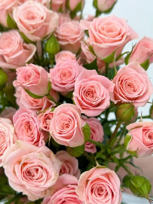 Букет: &laquo;Нежность розы&raquo;