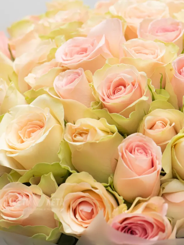 Букет: 101 Нежно-Розовая Роза Кения 45см