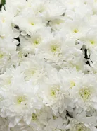 Букет: &laquo;51 Хризантема Балтика&raquo;