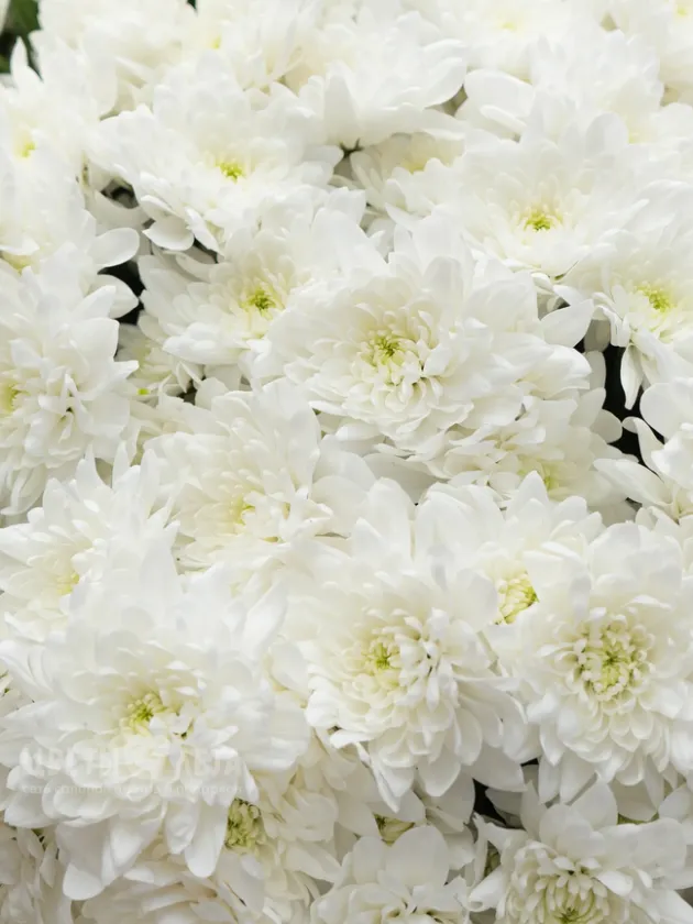 Букет: &laquo;51 Хризантема Балтика&raquo;