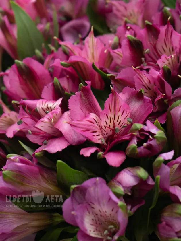 Монобукет: &laquo;Фиолетовая Альстромерия&raquo;