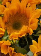 Монобукет: &laquo;Подсолнухи&raquo;