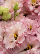 Композиция: &laquo;Розовая Эустома&raquo;