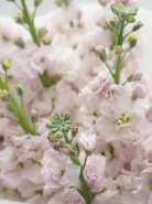 Монобукет: &laquo;Нежно-Розовая Маттиола&raquo;