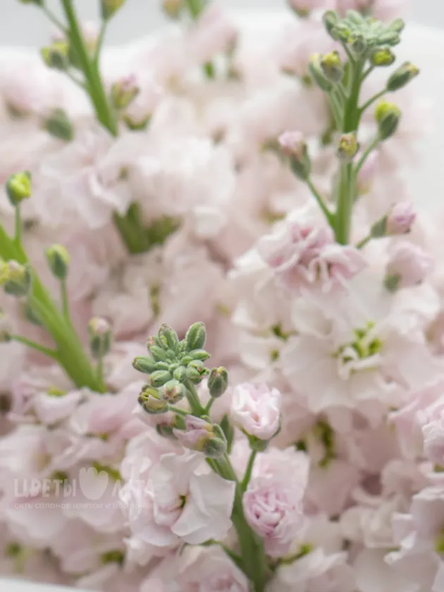 Монобукет: &laquo;Нежно-Розовая Маттиола&raquo;