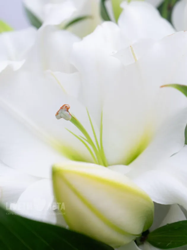 Монобукет из 25 Лилий