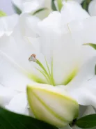 Монобукет: &laquo;Лилия&raquo;