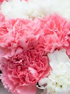 Букет: 51 Микс Диантус Розовый-Белый