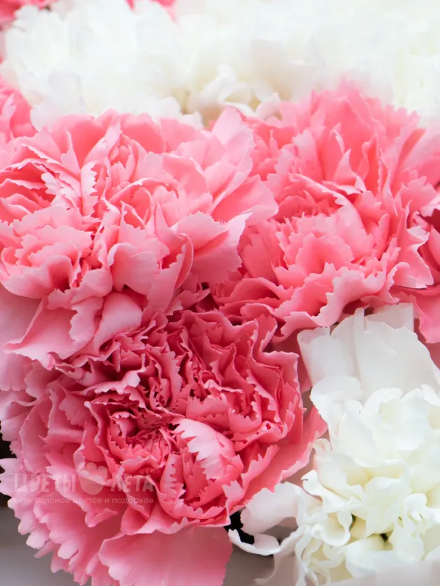 Букет: 51 Микс Диантус Розовый-Белый