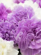 Букет: 51 Микс Лавандовые-Белые Диантусы