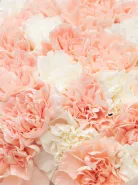 Букет: Микс Кремовые-Белые Диантусы