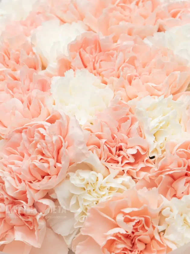 Букет: Микс Кремовые-Белые Диантусы