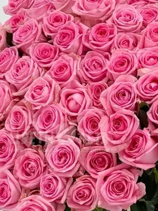 Букет из 101 &laquo;Розовой&raquo; Российской Розы 60см