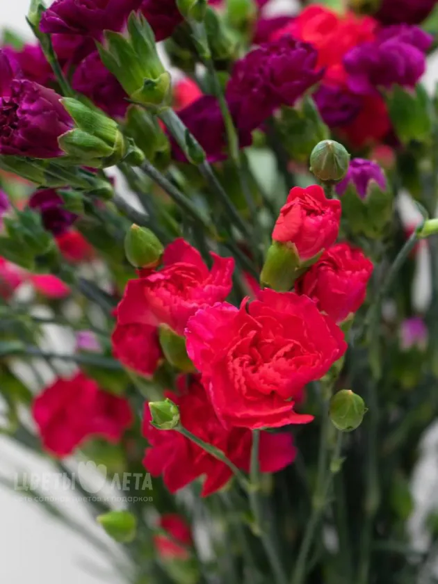 Диантус Кустовой 