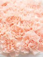 Букет: &laquo;Кремовые Диантусы&raquo;