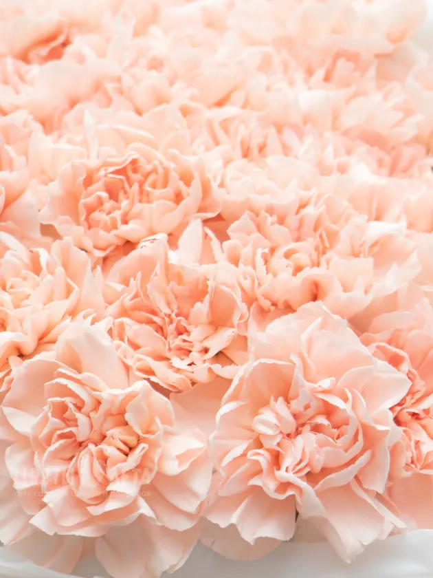 Букет: &laquo;Кремовые Диантусы&raquo;