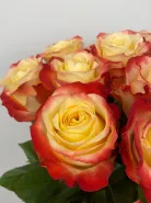 Букет: &laquo;Теплое Признание&raquo;