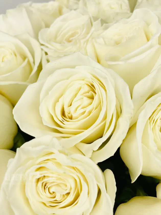 Букет из роз &laquo;Плая Бланка&raquo; 60см