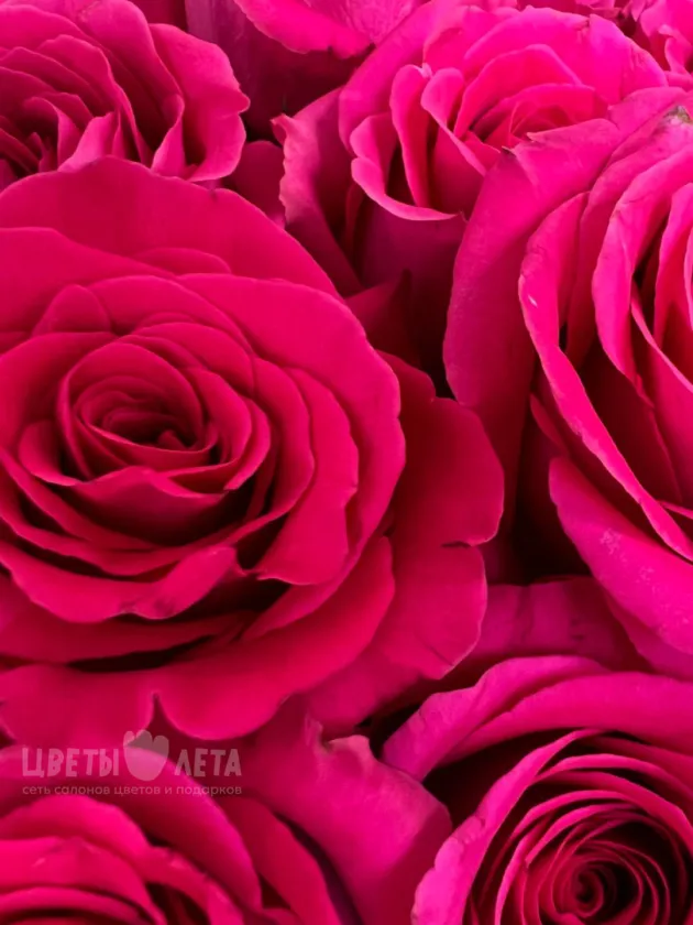 Букет из 101 розы &laquo;ПинкФлойд&raquo; 60см