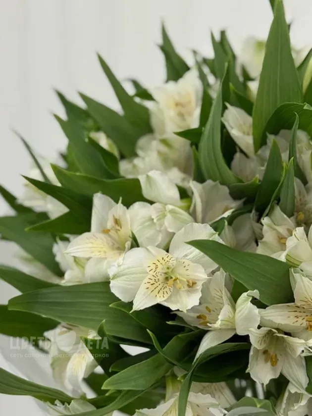 Букет &laquo;Альстромерия: белая магия 15&raquo;