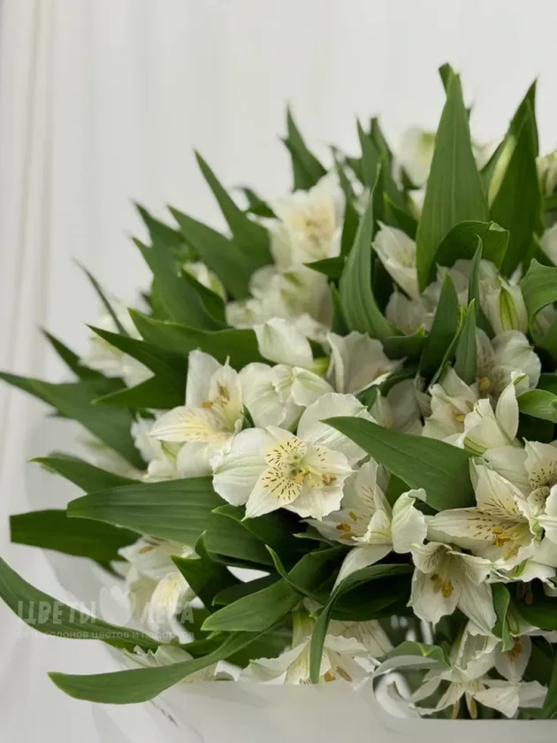 Букет: &laquo;Альстромерия: белая магия 25&raquo;